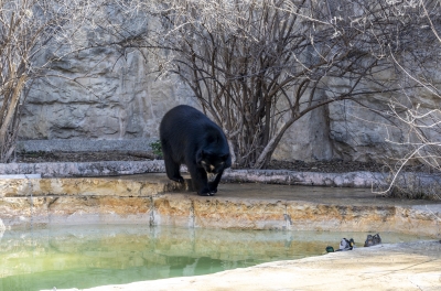 SA Zoo Spectacled Bear 2025